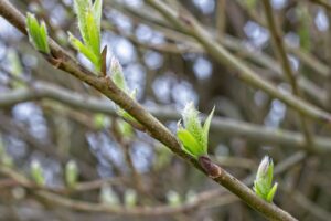口臭の原因は体質によるものなのか？