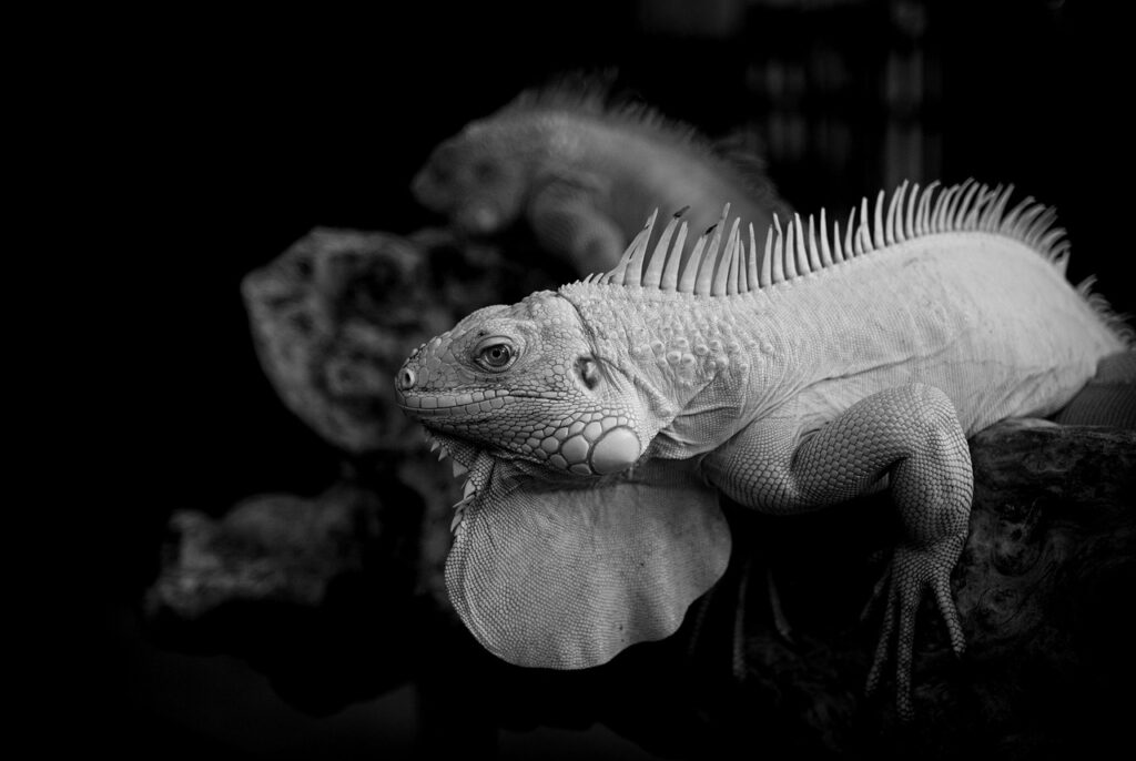 舌苔が原因で口臭が生じる病気の可能性とは？