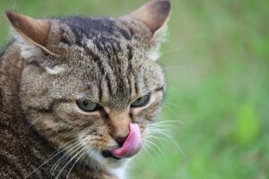 口臭の原因は舌にあり？クリーニングの料金と効果を徹底解説！