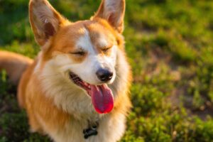 口臭の原因は舌にあり？クリーニングの口コミを徹底調査！