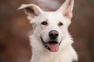 舌の健康をチェックする方法は？